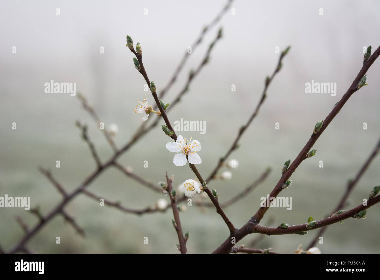 A blackthorn bush flowers on a dense foggy morning  Credit: Patricia Phillips/Alamy Live News Stock Photo