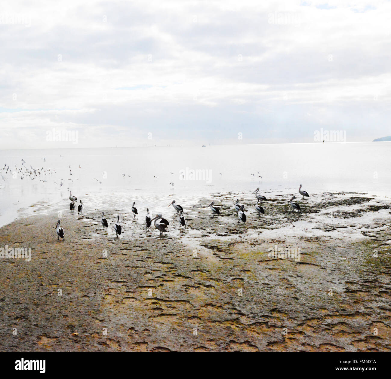 Pelicans on sand in Cairns, Queensland, Australia Stock Photo