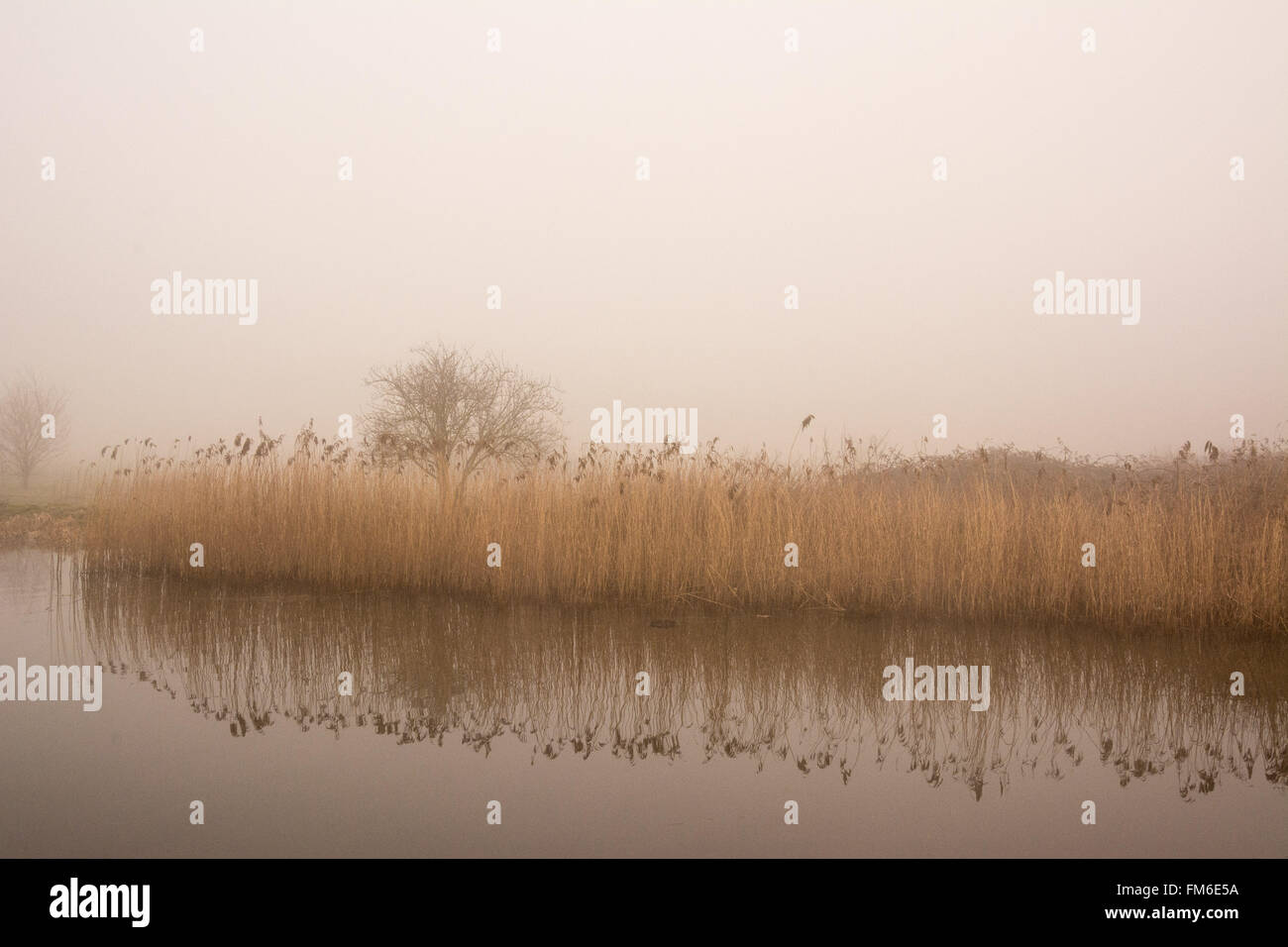 Reed beds are reflected in the still surface of the River Lee navigation in dense fog.  Credit: Patricia Phillips/Alamy Live News Stock Photo