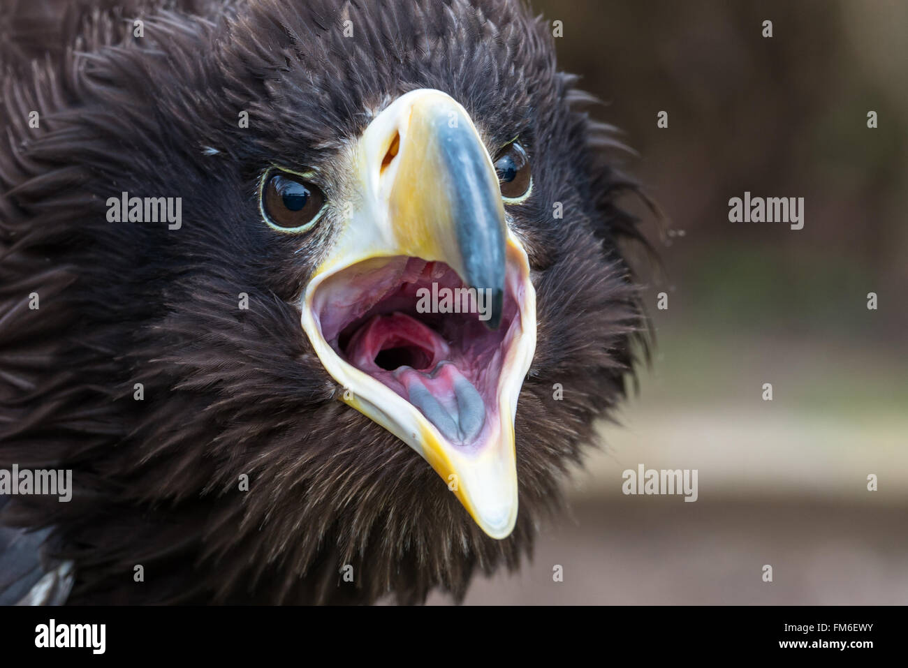 Stellers Sea Eagle {Haliaeetus pelagicus} with its mouth wide open. One of the largest birds of prey, this is a formidable beak. Stock Photo