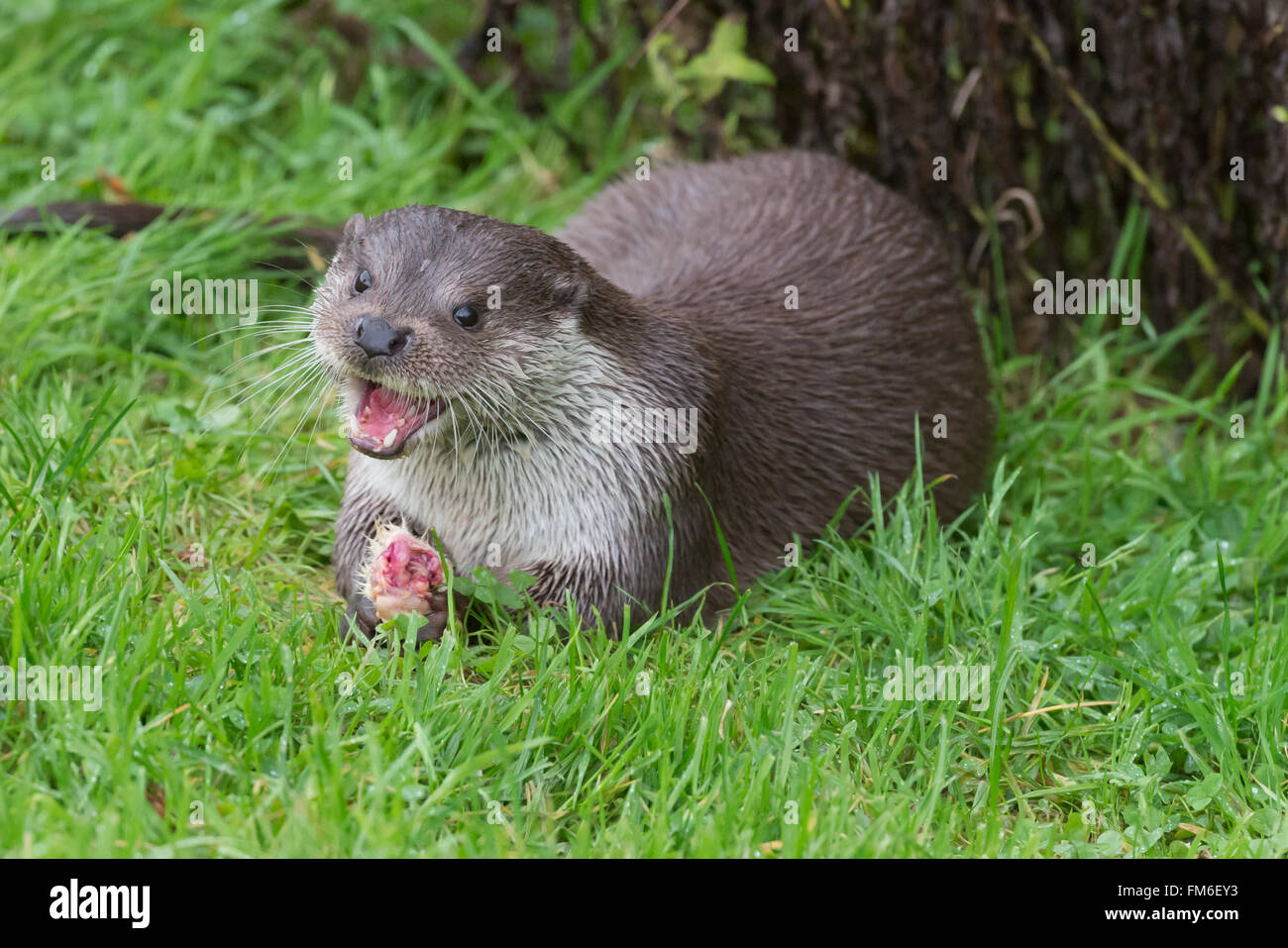 Otter {Lutra lutra} at British wildlife centre, feeding on chicken leg. The animal appears to be smiling. UK, November Stock Photo