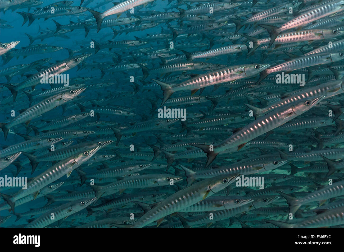 Blackfin barracuda (Sphyraena qenie) form huge shoals in tropical waters. Sudan, Red Sea, December. Stock Photo
