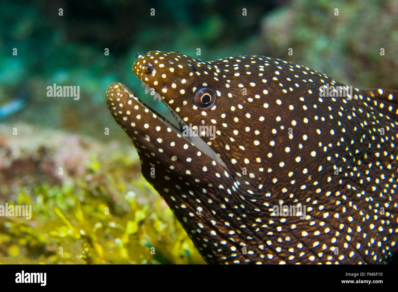 The whitemouth moray {Gymnothorax meleagris} is easily distinguished from other moray eels by its white mouth Stock Photo