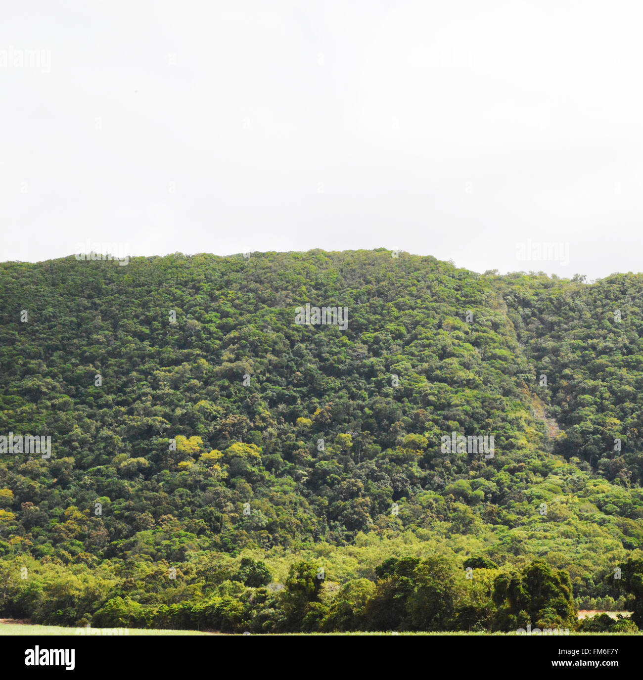 Trees on hill near Port Douglas, North Queensland, Australia Stock Photo