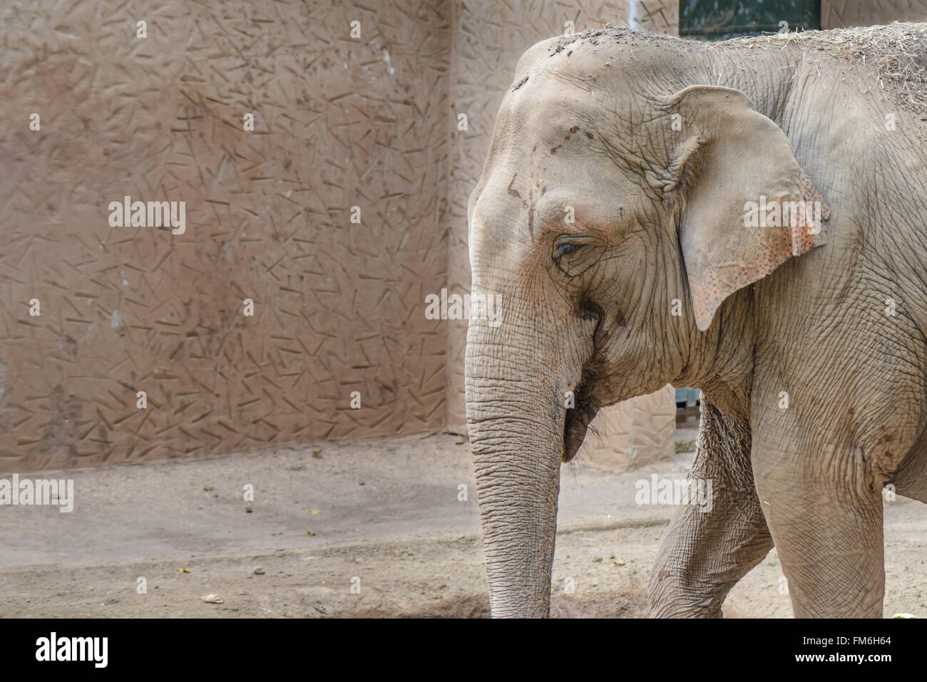 A big elephant eating and resting Stock Photo