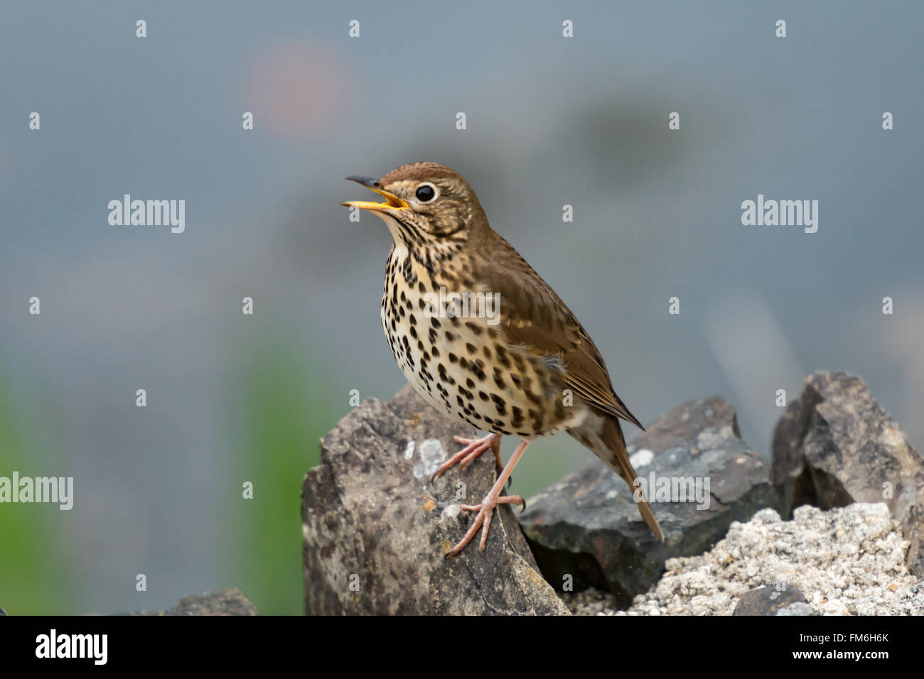 Song thrush (Turdus philomelos) singing on a Spring morning. North Devon, UK. April Stock Photo