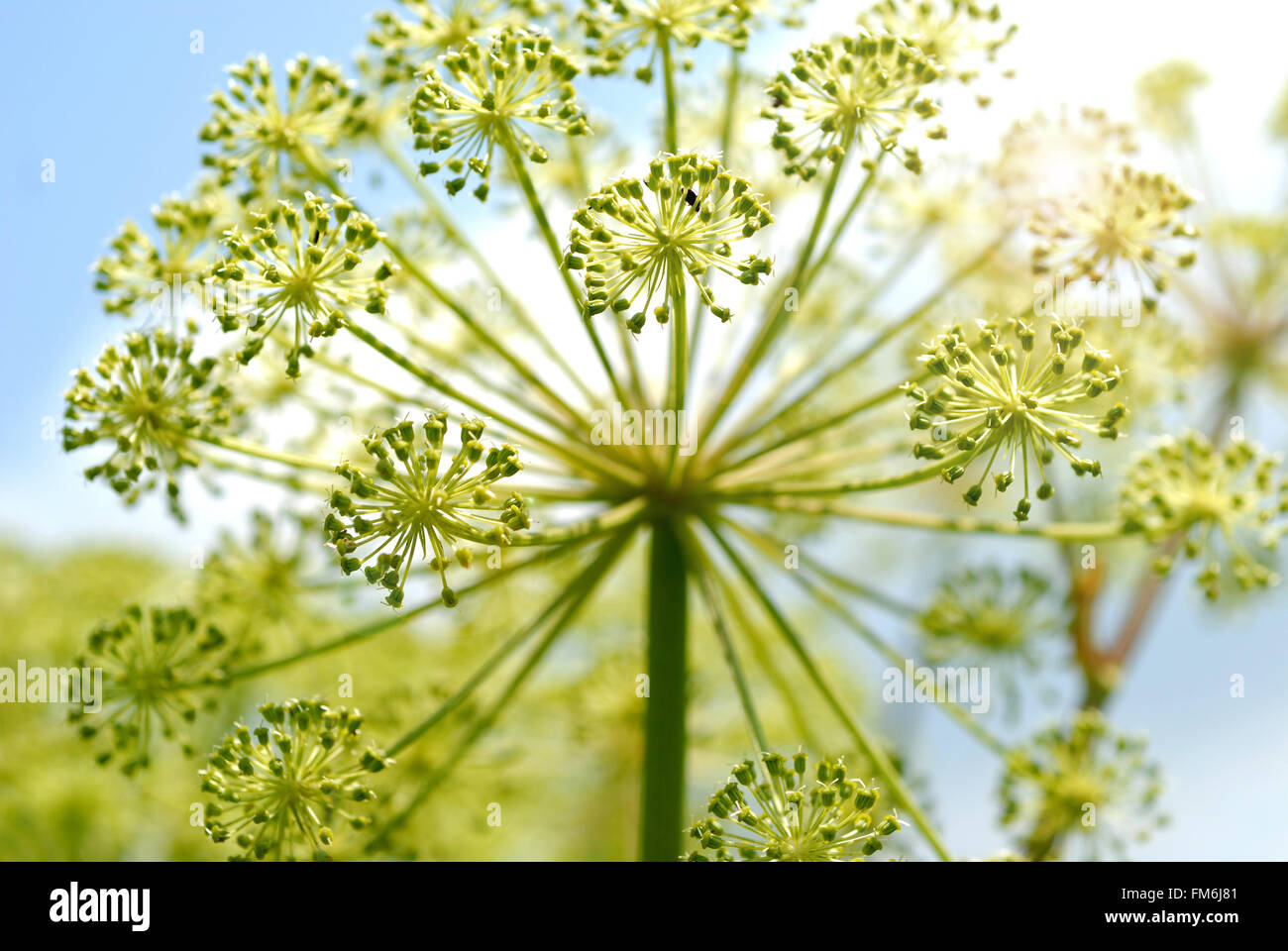 Seedheads of Fennel plant Stock Photo Alamy