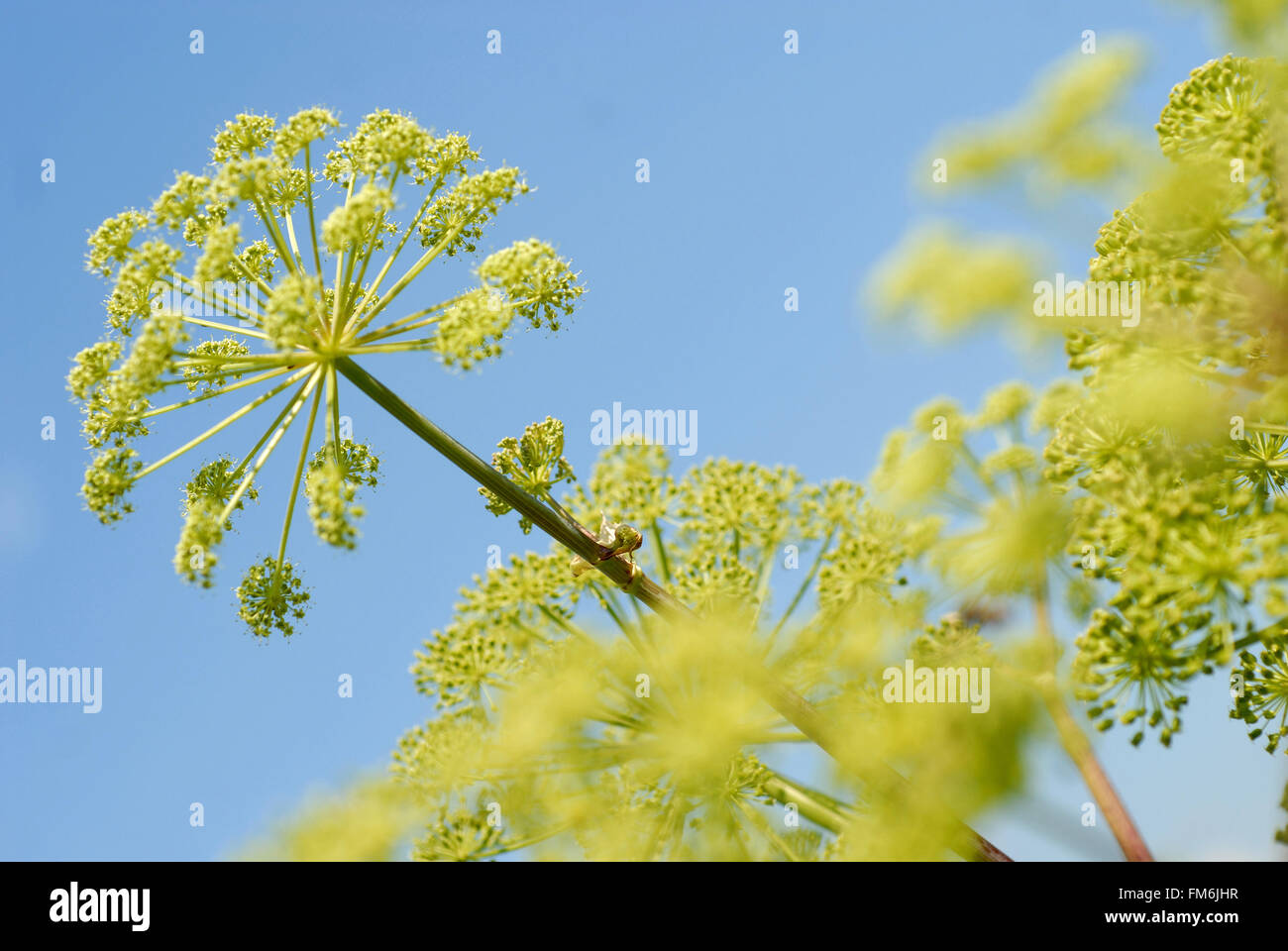 Seedheads of Fennel plant Stock Photo Alamy