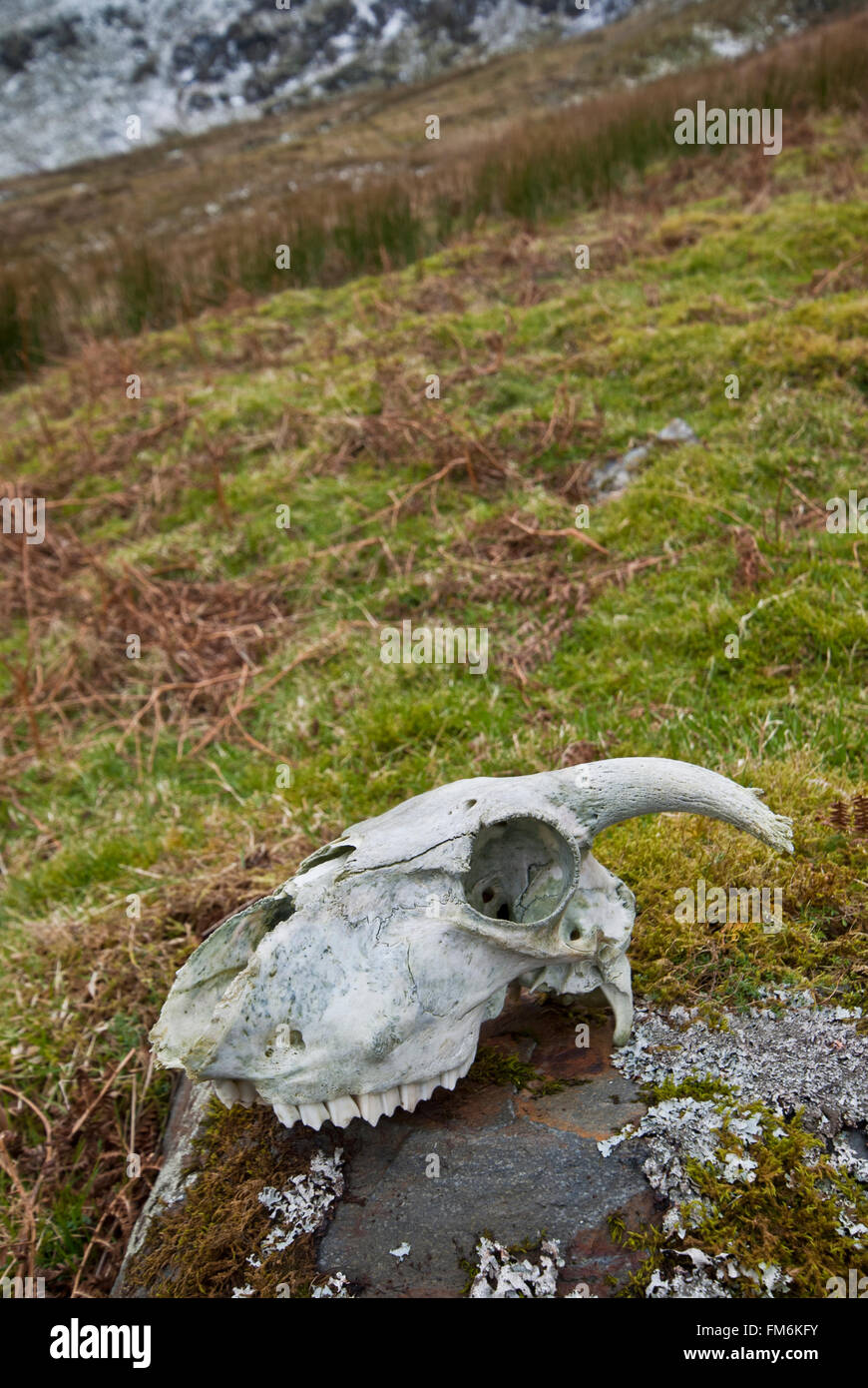 Sheep skull on a rock on a Cumbrian Fell in winter Stock Photo