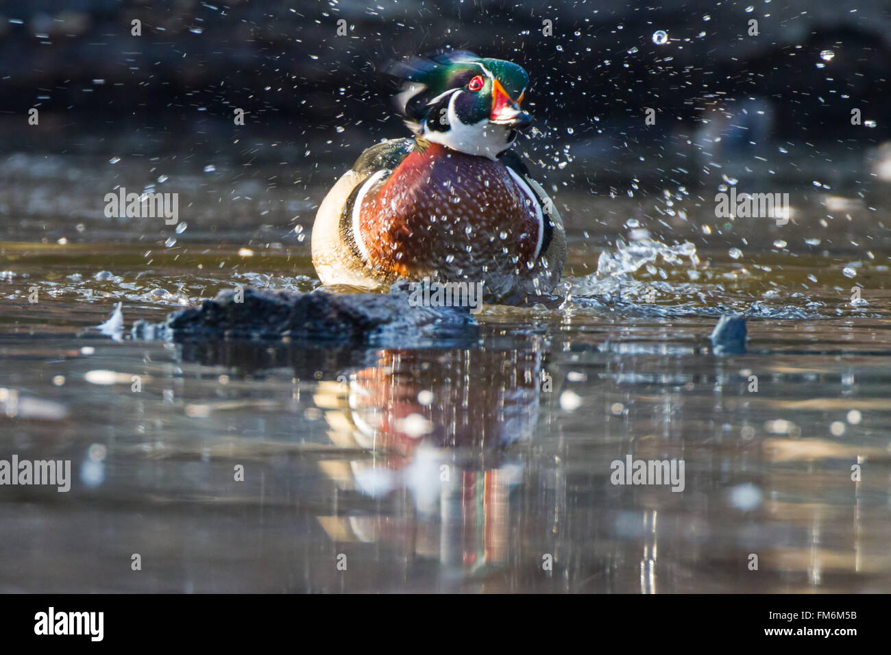 wood duck shaking off water Stock Photo