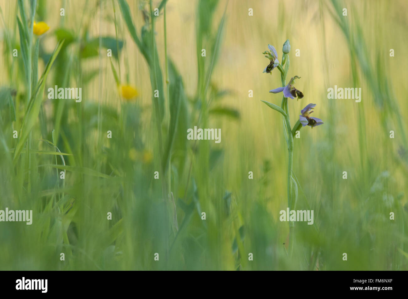 Bee Orchid flowering in Essex Stock Photo Alamy