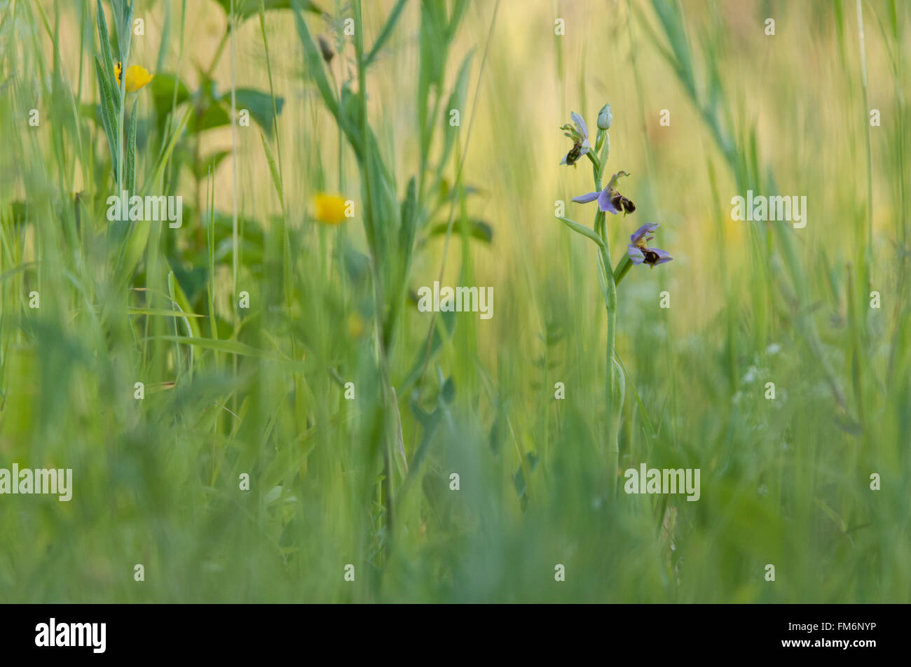 Bee Orchid flowering in Essex Stock Photo Alamy