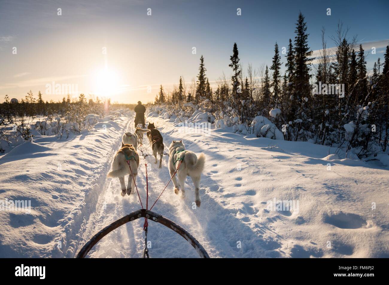 Sweden, Norrbotten, Kiruna, dog sledding in Swedish Lapland Stock Photo Alamy