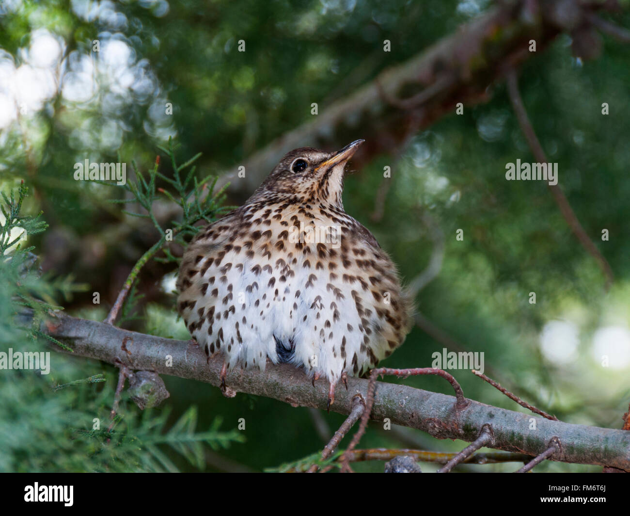 A song thrush with ruffled feathers Stock Photo