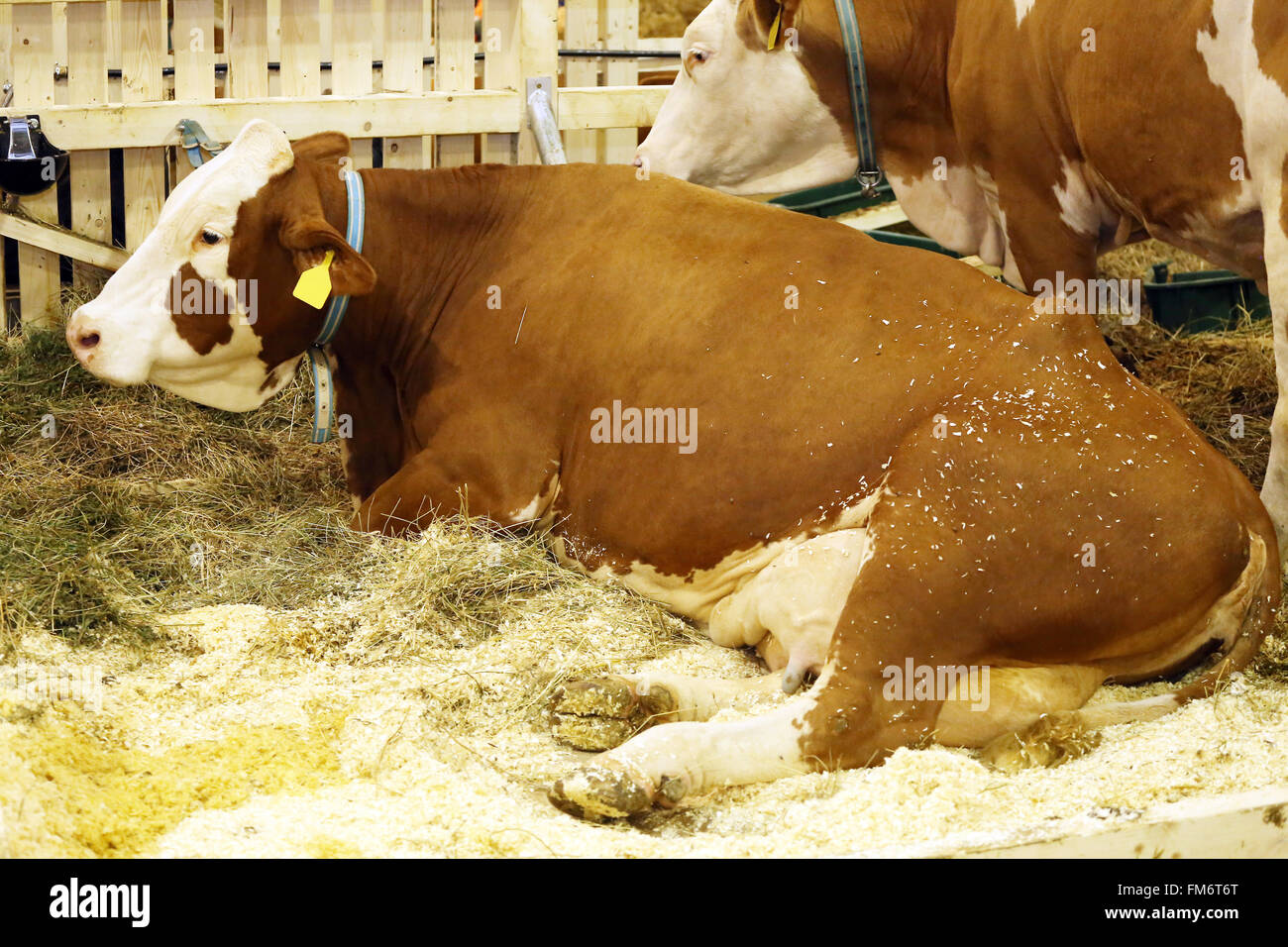 Young dairy cows on a cattle farm rural scene Stock Photo - Alamy