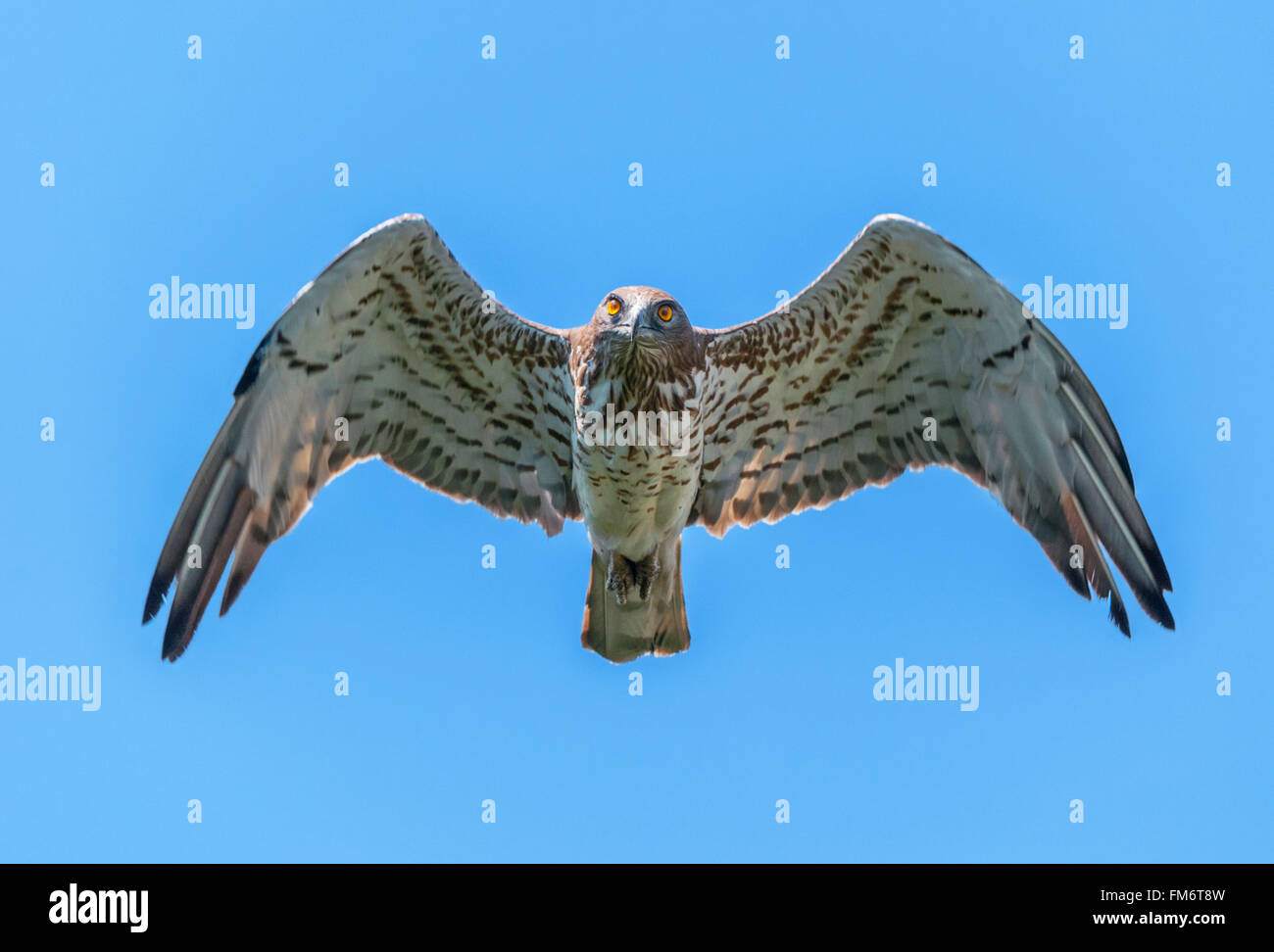 Short-toed eagle in the air looking at the camera Stock Photo