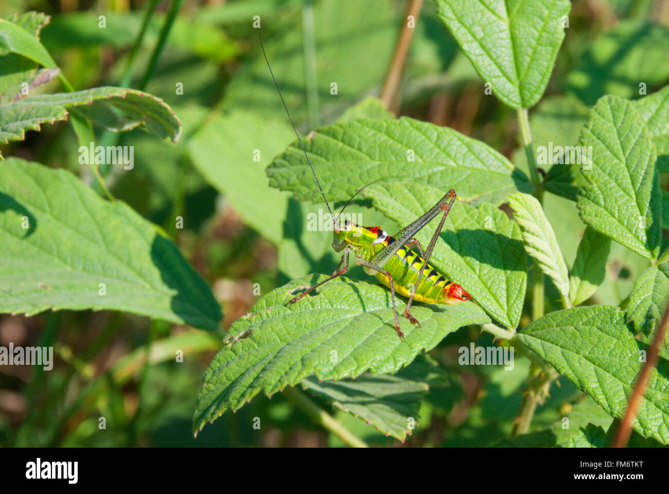 A cricket on a leaf Stock Photo