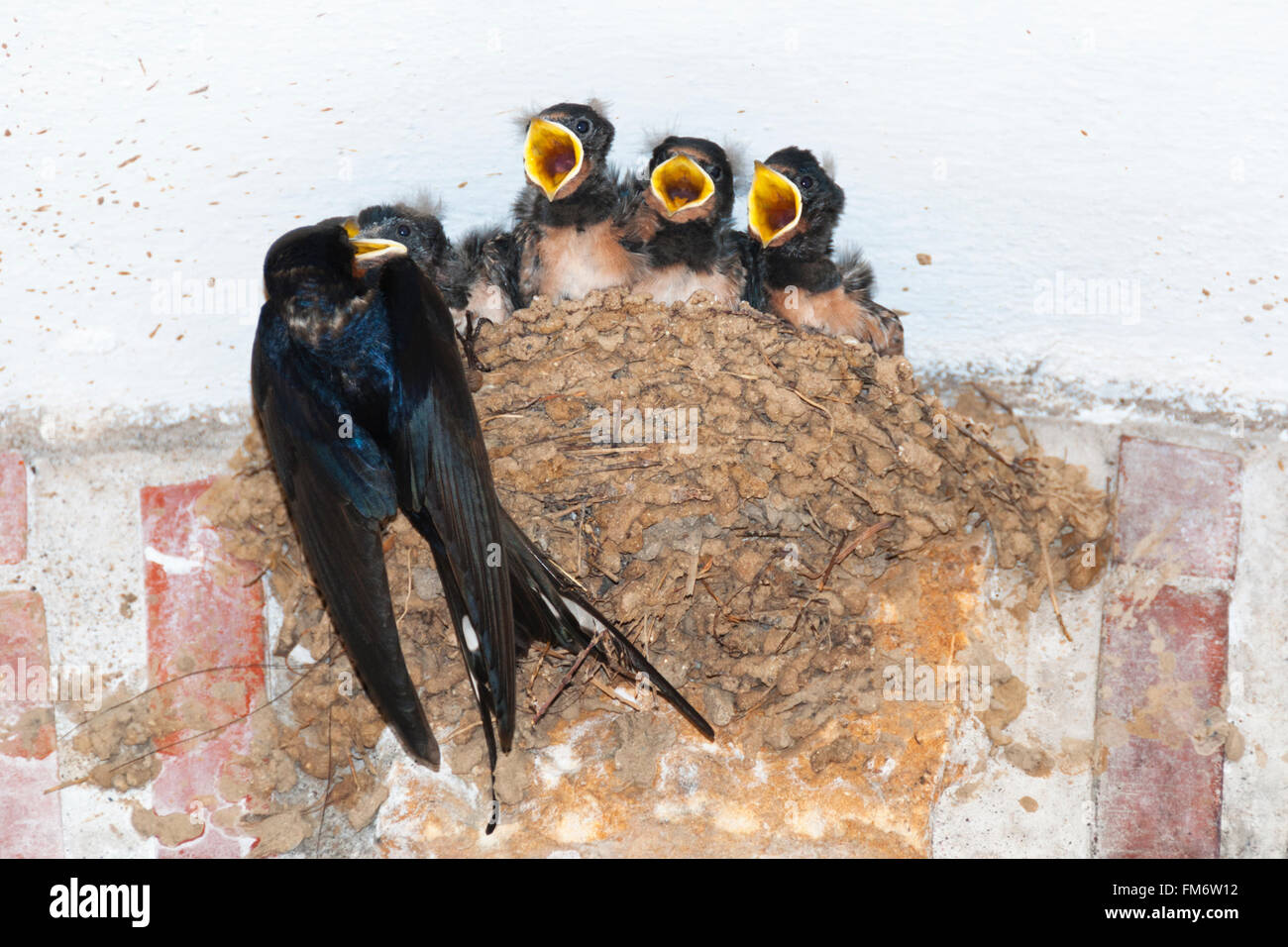 Barn swallow feeding chicks in nest Stock Photo