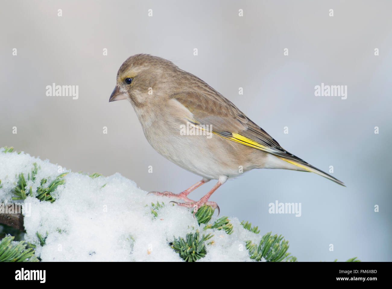 Female greenfinch on a snowy cedar branch. Stock Photo