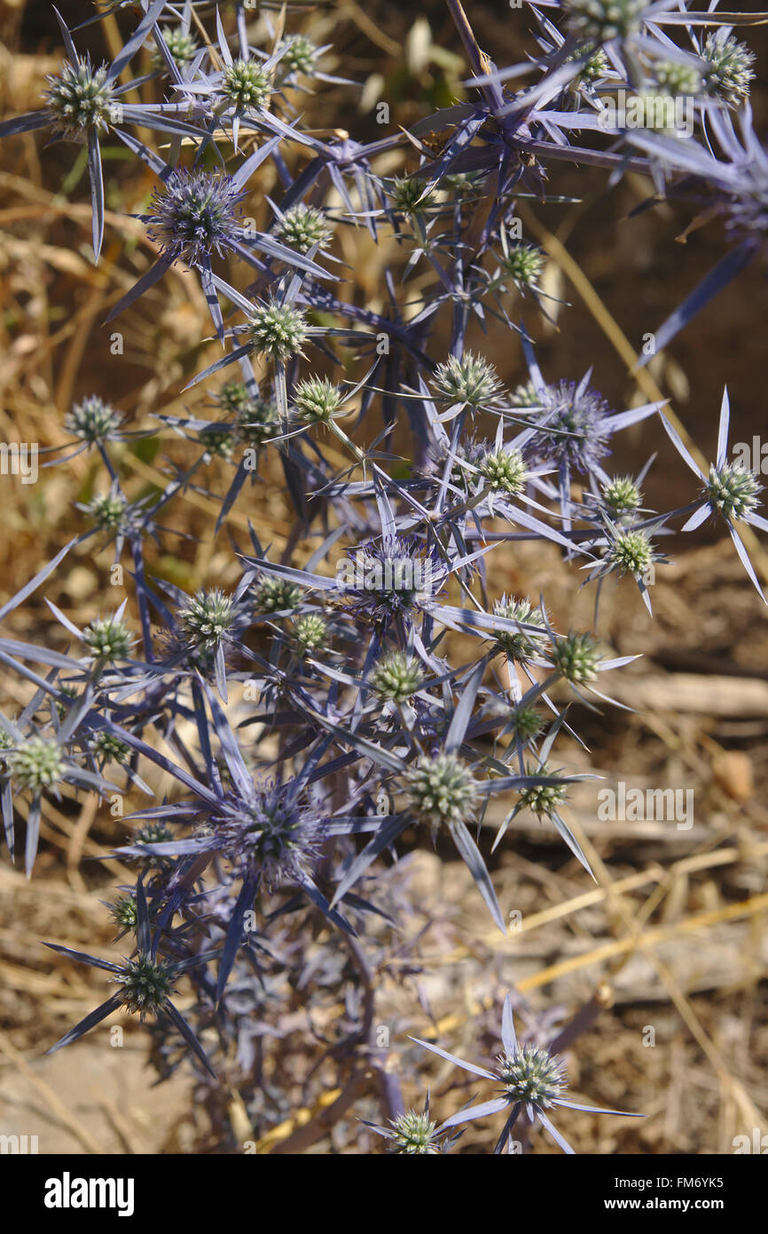 Blue thistle in Qubustan, Azerbaijan Stock Photo