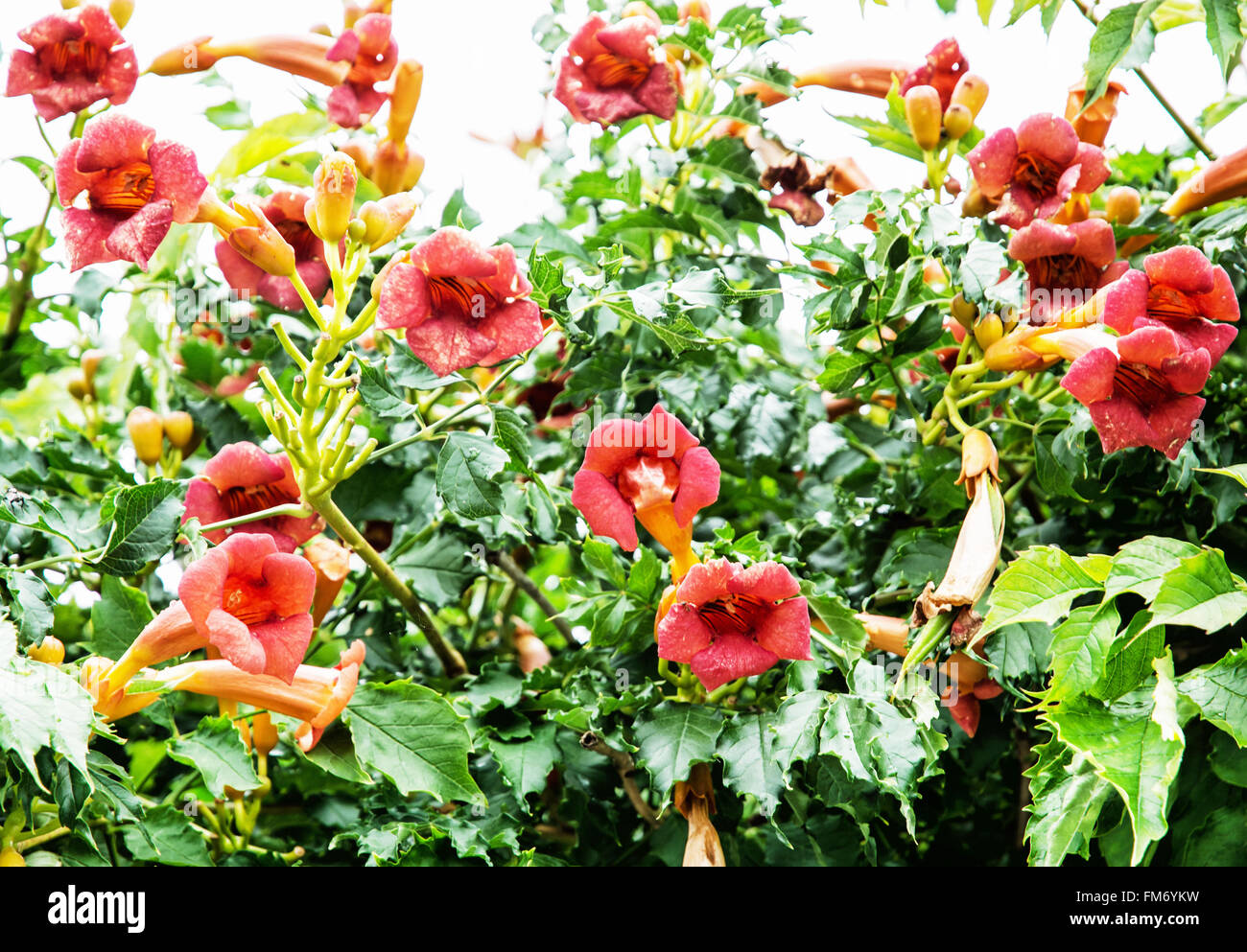 Trumpet vine flowers - Campsis x tagliabuana. Gardening theme. Beauty in nature. Stock Photo