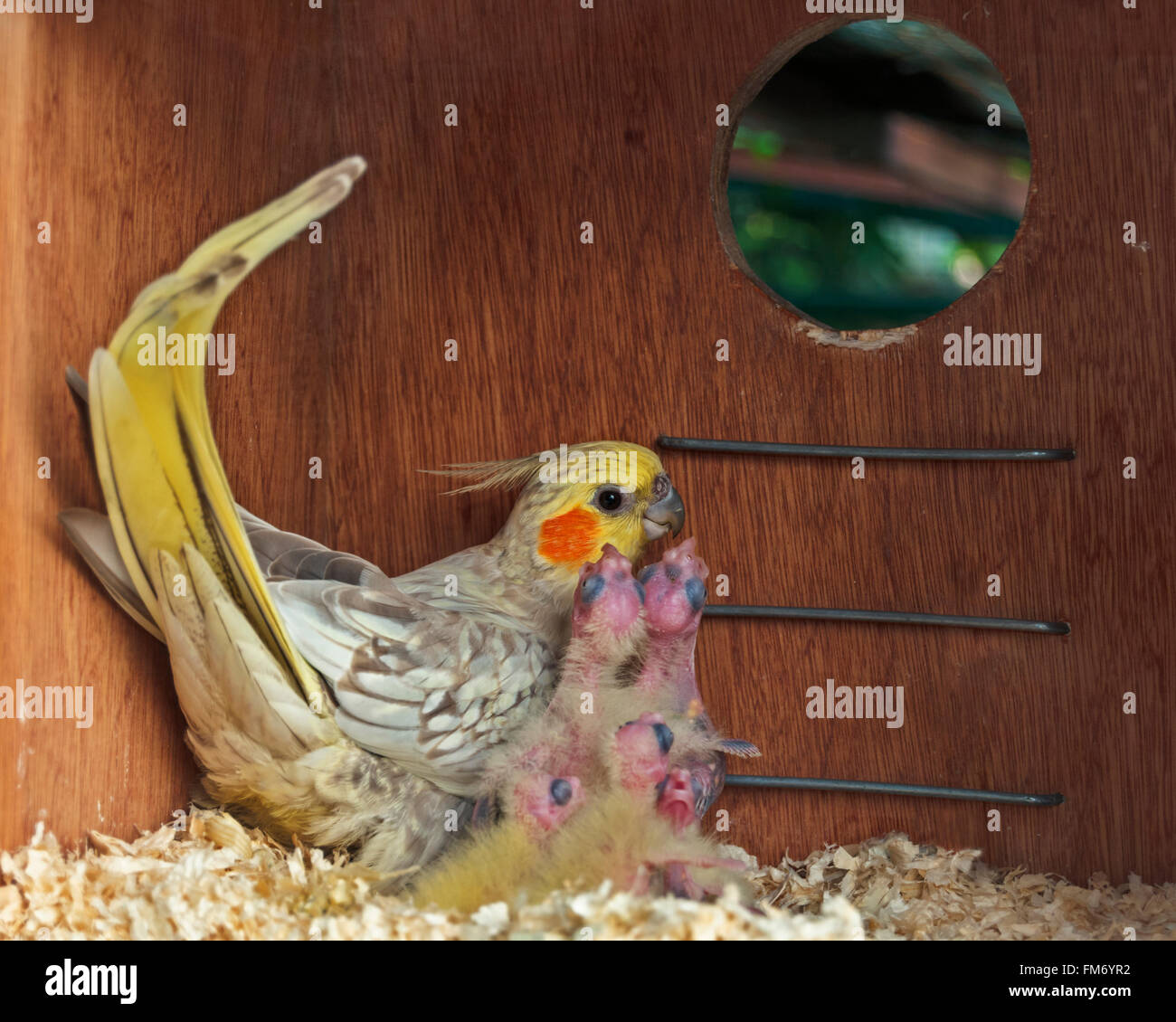 Cockatiel nest hires stock photography and images Alamy