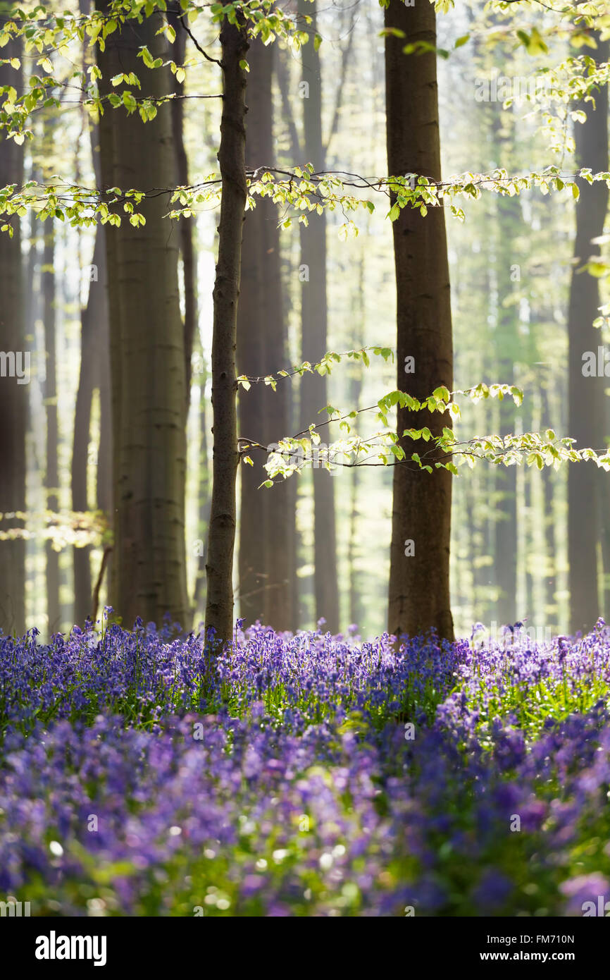 bluebell flowers in spring forest, Hallerbos, Belgium Stock Photo