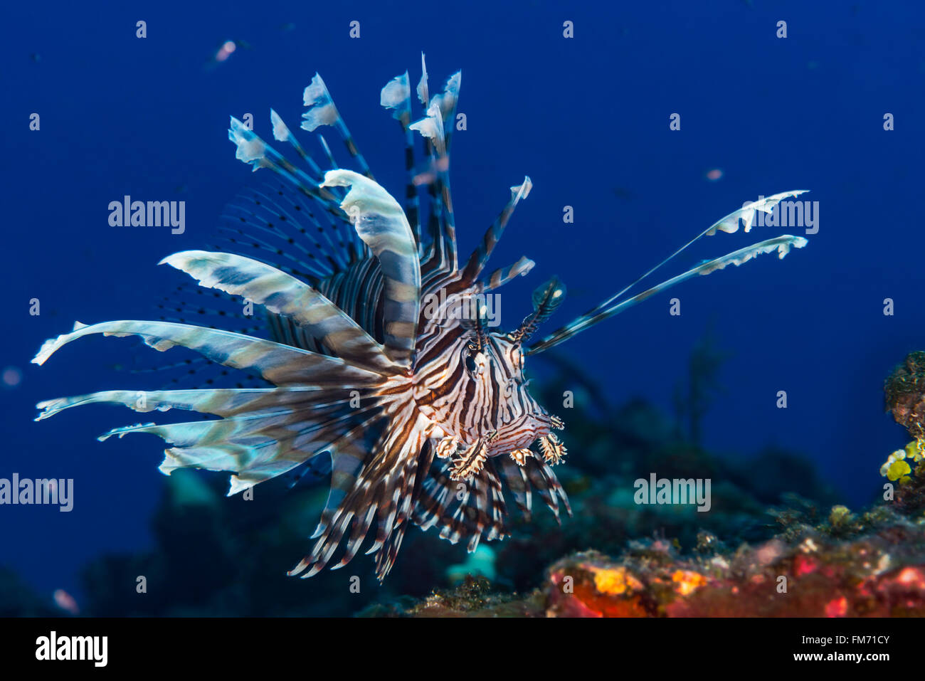 Common Lionfish {Pterois volitans} hovering over a coral reef. This is an introduced species in the Caribbean. Bahamas, December Stock Photo