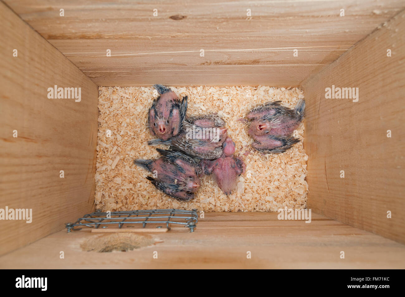 Five cockatiel baby birds in a nest box Stock Photo Alamy