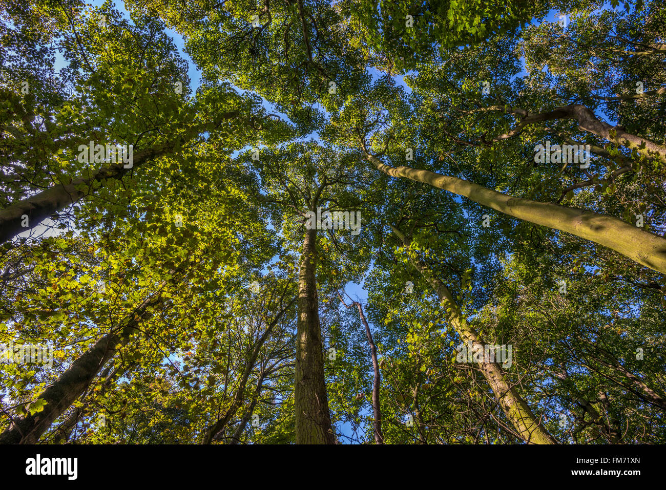 Tree canopy in the summer, shot from below, with a blue sky. Wollaton park, Nottingham, September. Stock Photo