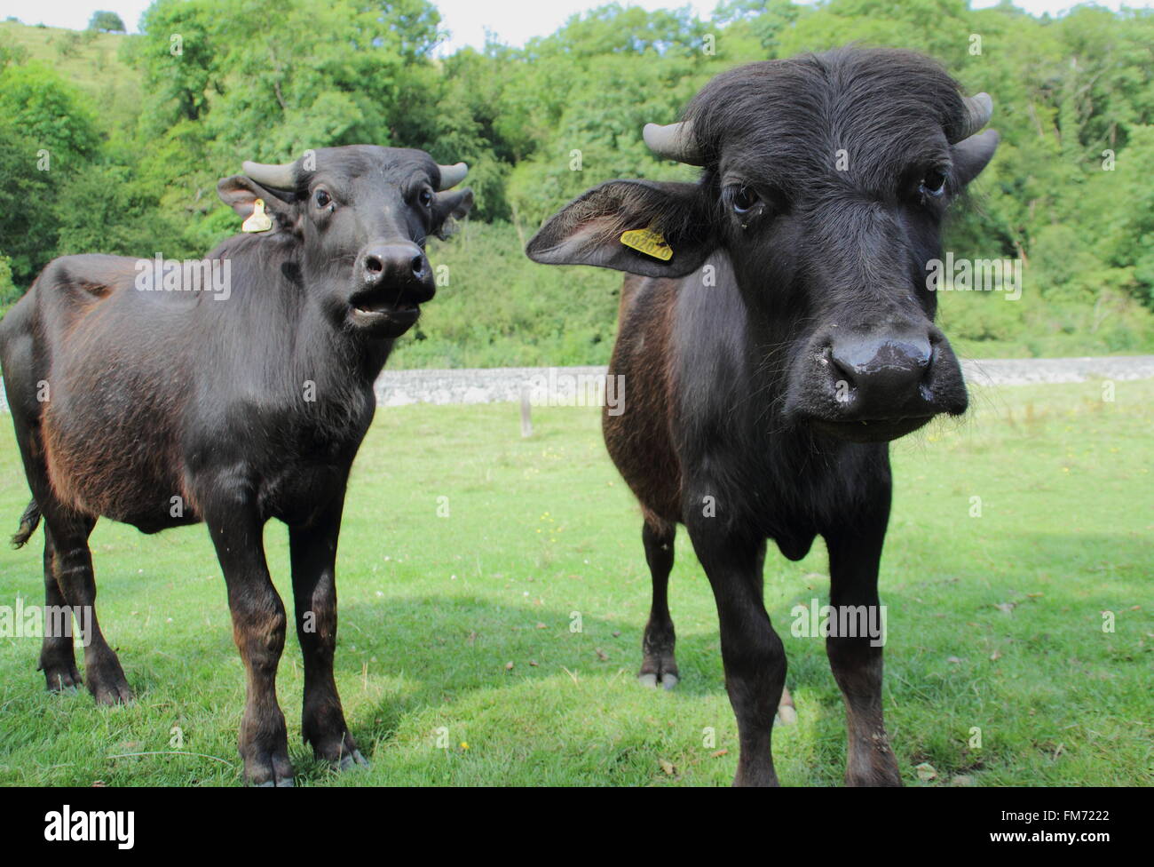 Water buffalo grazing in the Peak District National Park, Derbyshire England UK Stock Photo