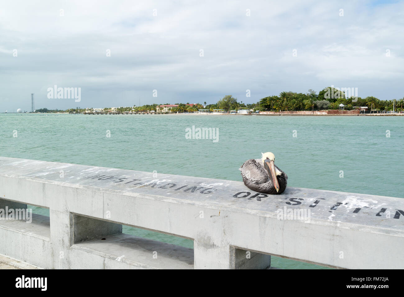 Brown pelican and south coast of Key West from White Street Fishing Pier, Florida Keys, USA Stock Photo