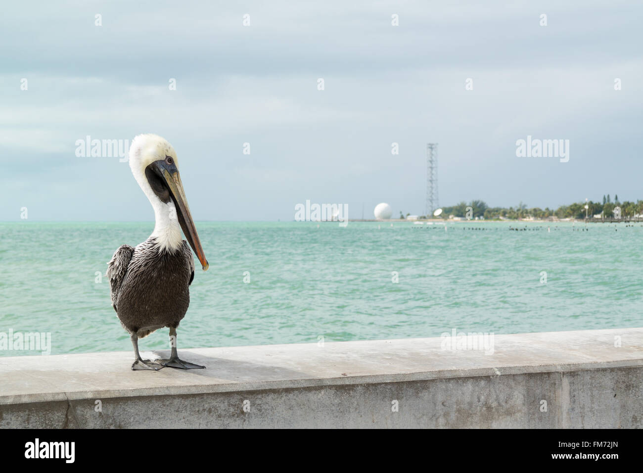 Portrait of brown pelican on White Street Fishing Pier in Key West, Florida Keys, USA Stock Photo