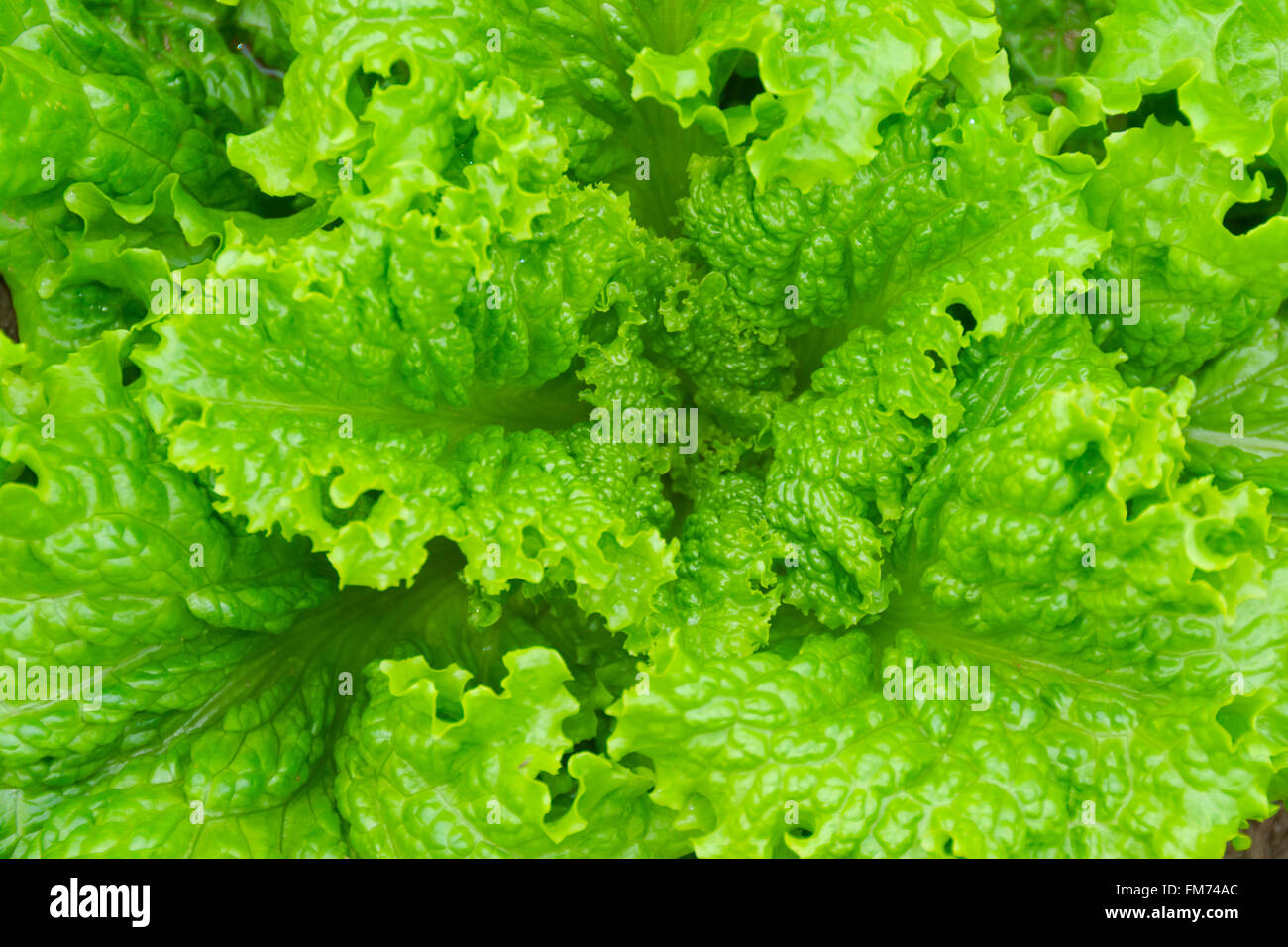 Fresh lettuce leaves close-up Stock Photo