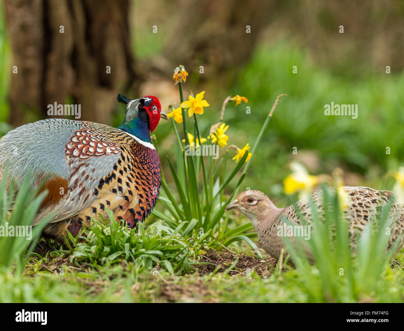 Beautiful male Ring-necked Pheasant (Phasianus colchicus) & female foraging amongst daffodil n natural woodland forest setting. Stock Photo