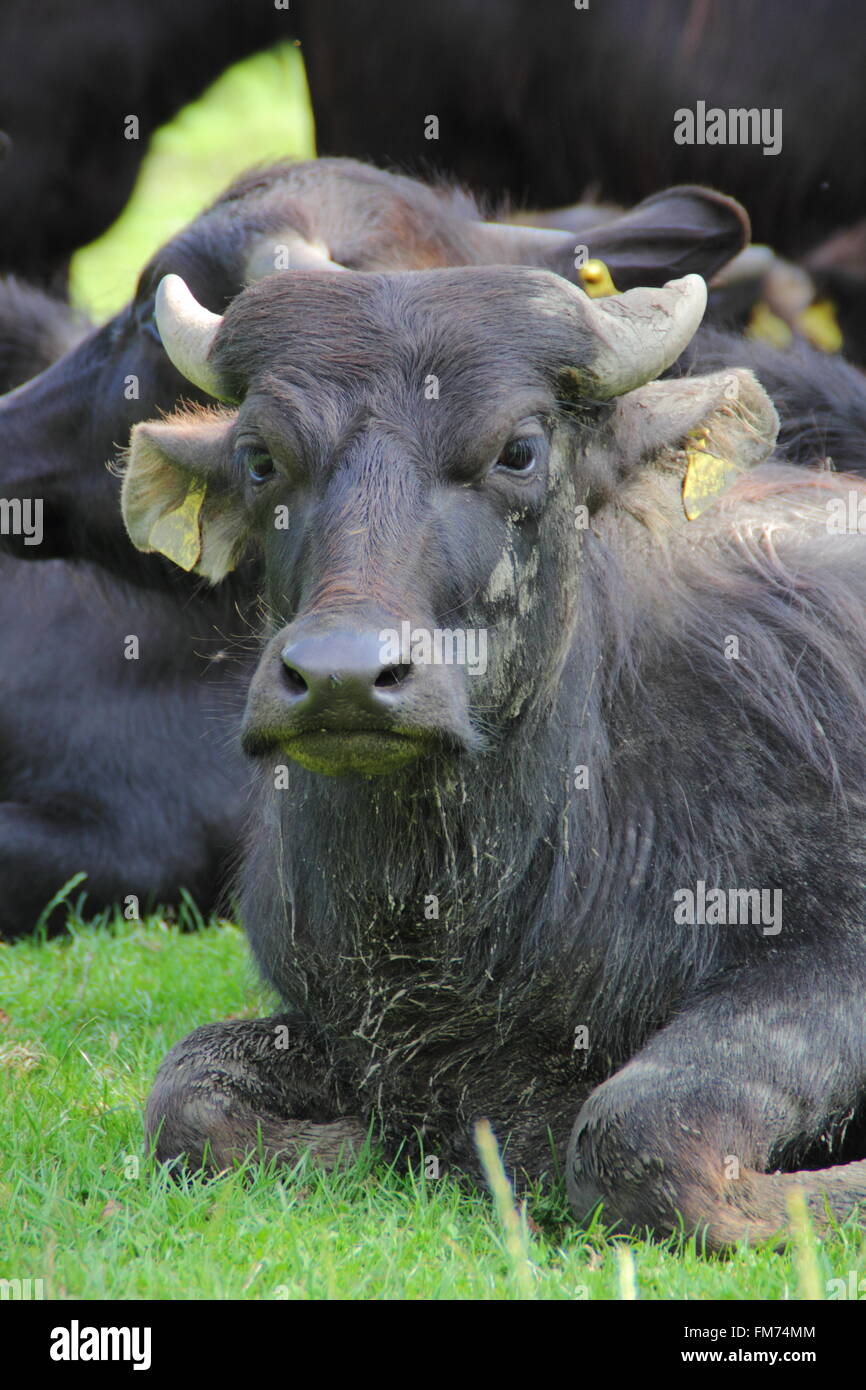 Water buffalo in a field in the Peak District National Park, Derbyshire England UK Stock Photo