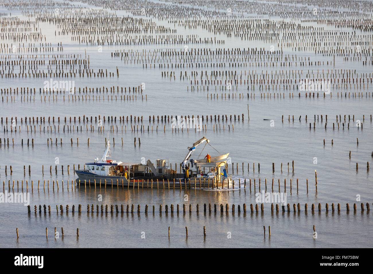 France, Vendee, La Faute sur Mer, boat winching its tender in a bouchot mussels farm (aerial view) Stock Photo