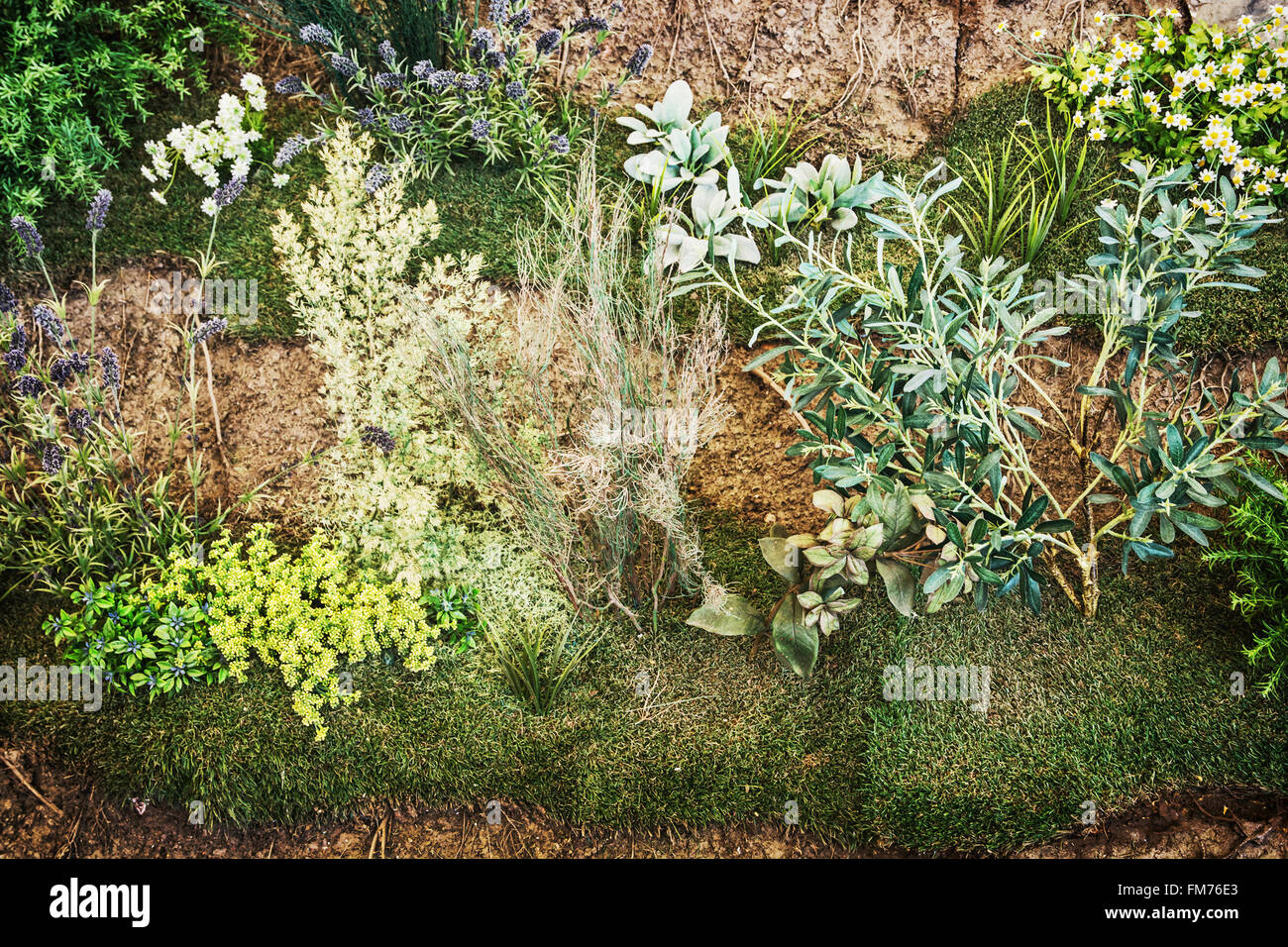 Various cultivated plants hi-res stock photography and images - Alamy