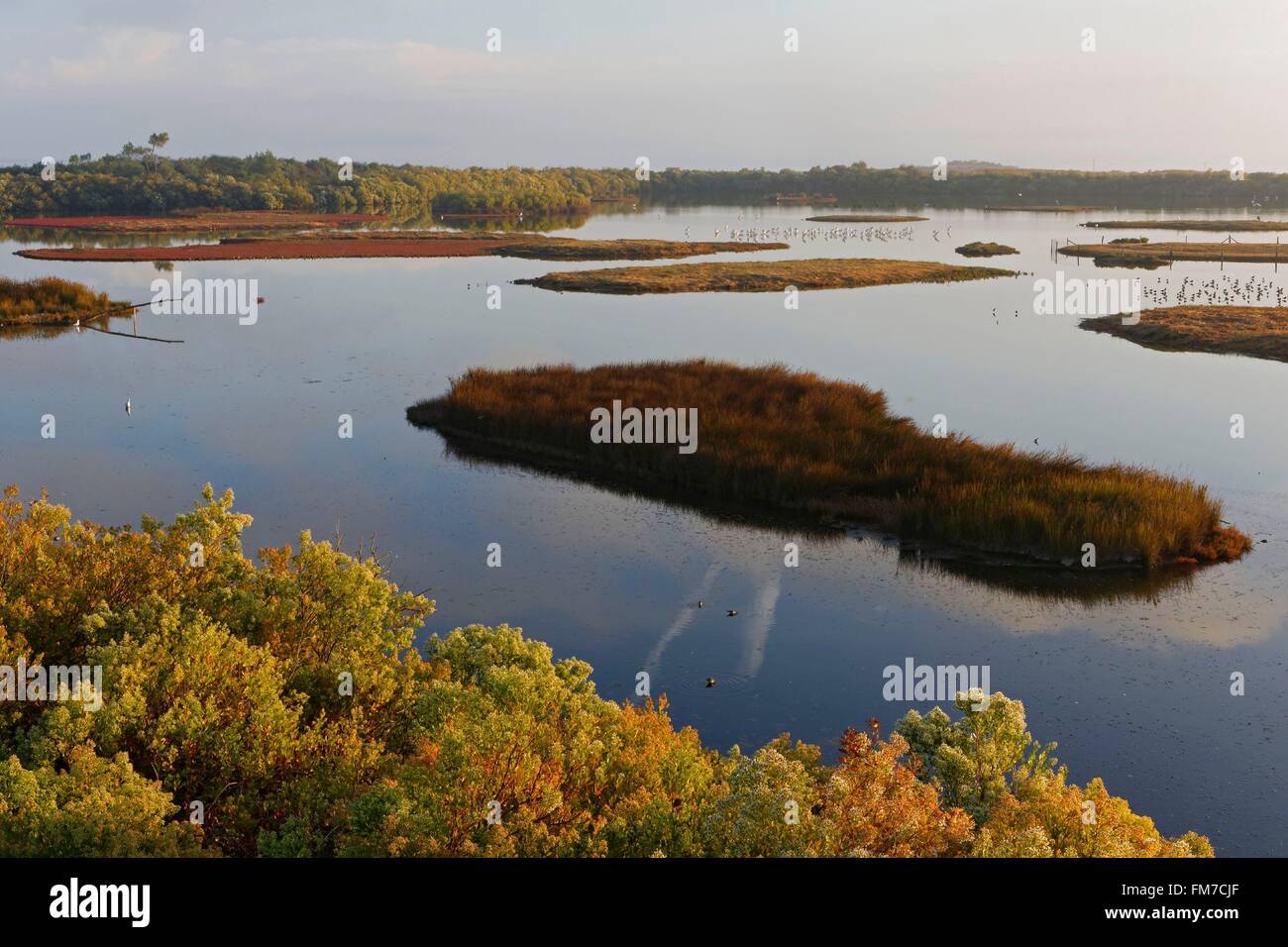 France, Gironde, Bassin d'Arcachon, Le Teich, Leyre river delta, ornithological reserve Stock Photo