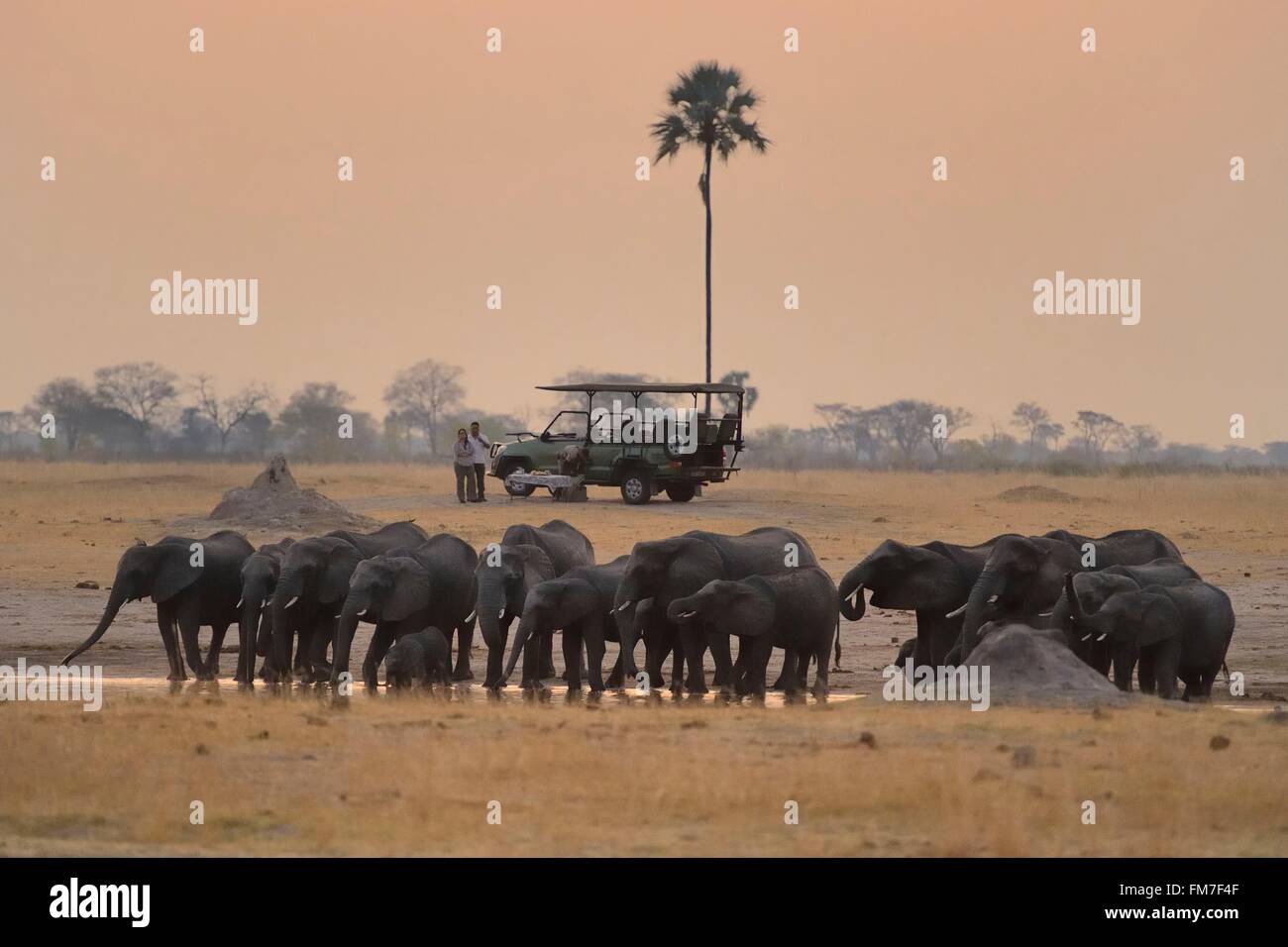 Zimbabwe, Matabeleland North Province, Hwange National Park, tourists in a four-wheel-drive watching a herd of african elephants (Loxodonta africana) around a pond in the savannah at dusk Stock Photo