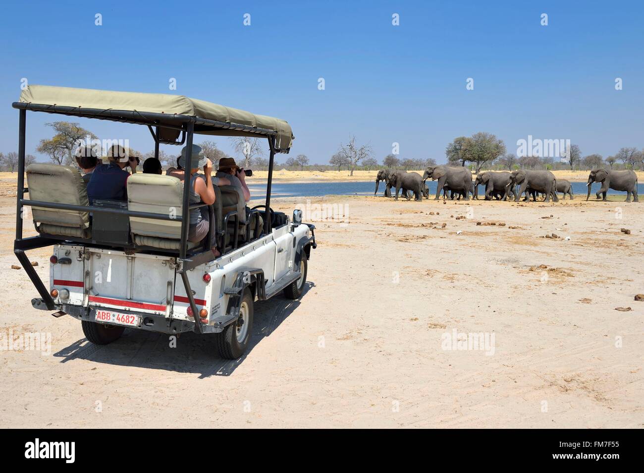 Zimbabwe, Matabeleland North Province, Hwange National Park, tourists in a four-wheel-drive watching a herd of african elephants (Loxodonta africana) around a pond in the savannah Stock Photo