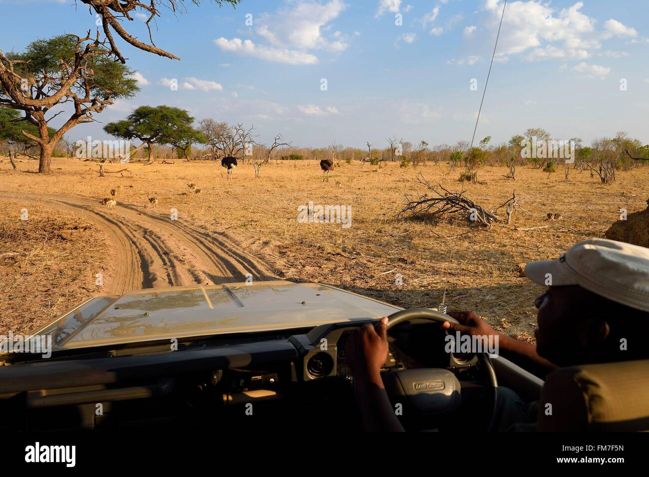 Zimbabwe, Matabeleland North Province, Hwange National Park, discovering the wildlife of the savannah on a track Stock Photo