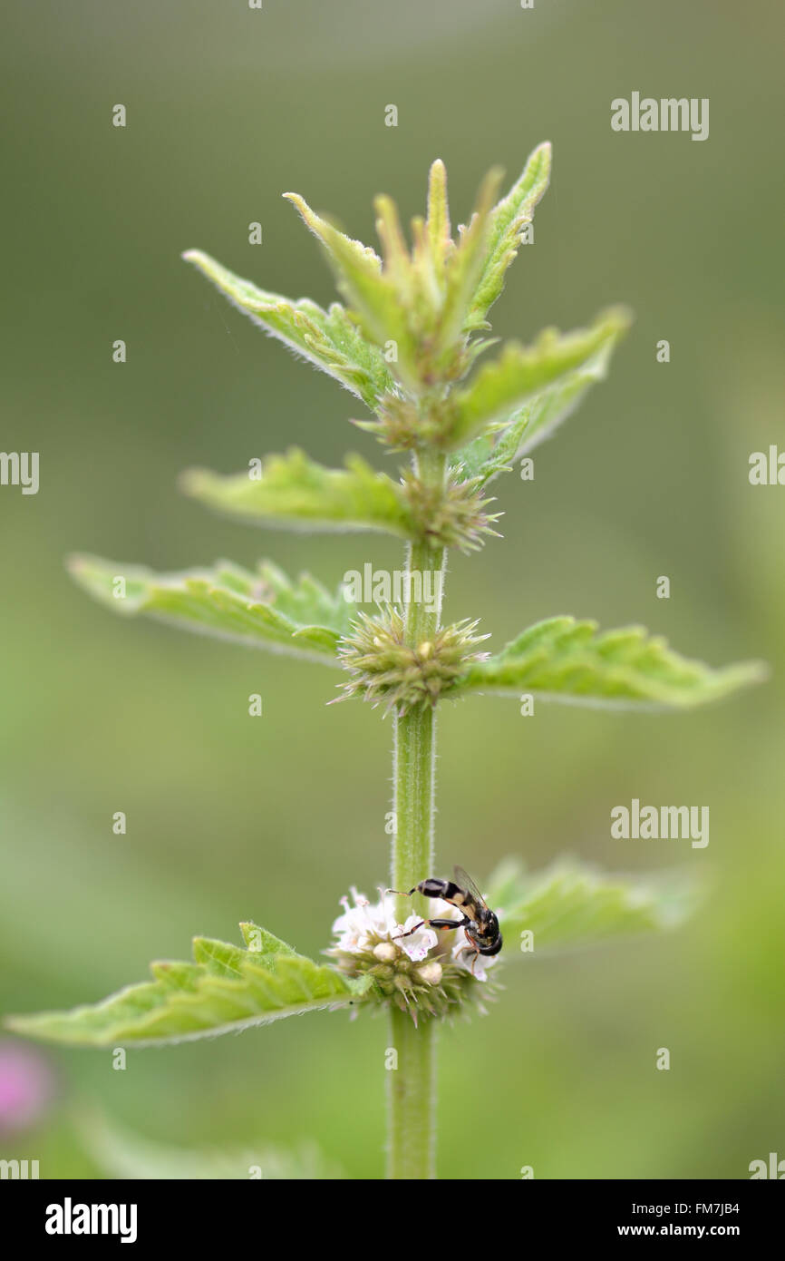 Gypsywort (Lycopus europaeus) and thick-legged hoverfly (Syritta pipiens). A plant with white flowers being pollinated Stock Photo