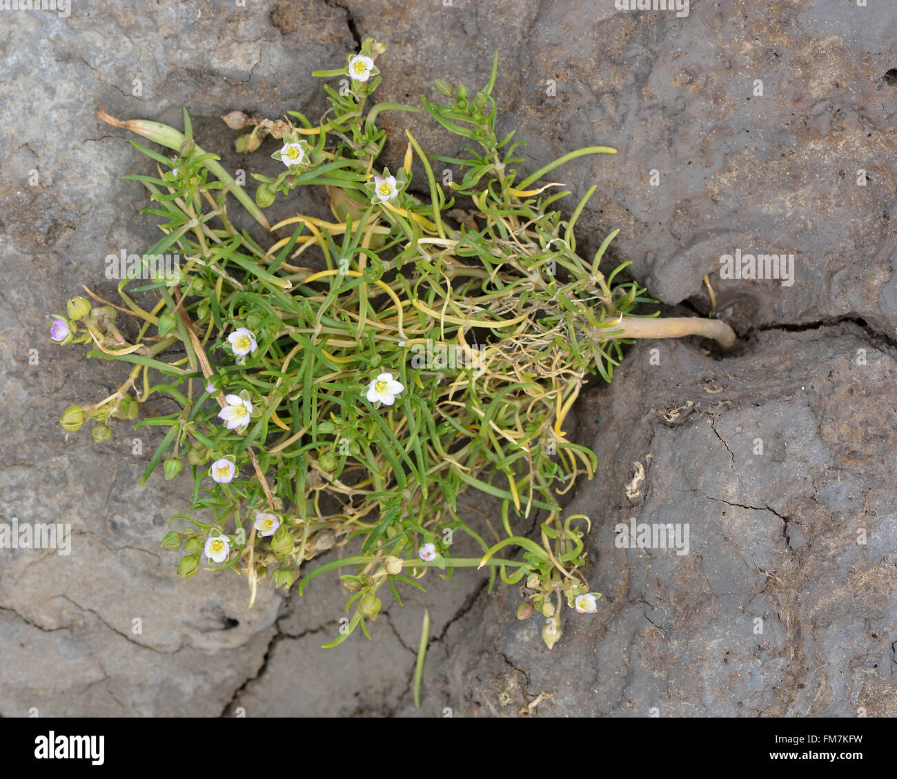 Greater sea-spurrey (Spergularia media) plant from above. A coastal plant in the family Caryophyllaceae, flowering on mudflats Stock Photo