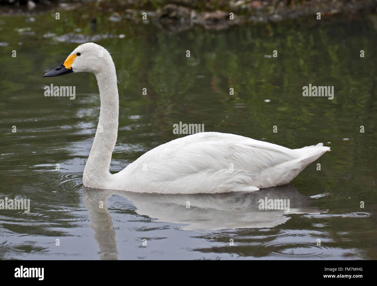 Bewick's Swan (cygnus columbianus) Stock Photo