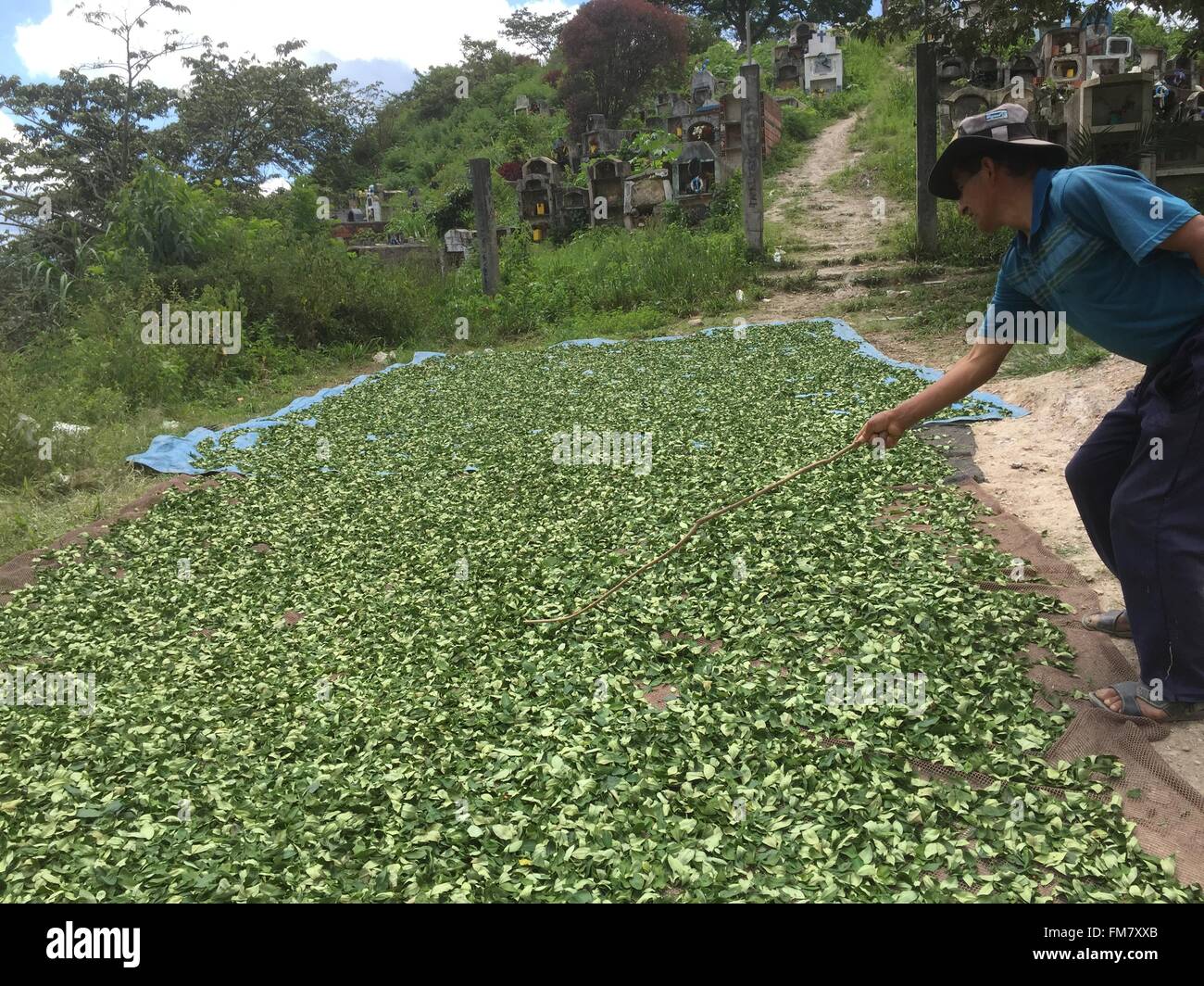 Coca farmer Geronimo Cruz dries freshly harvested coca leaves on a