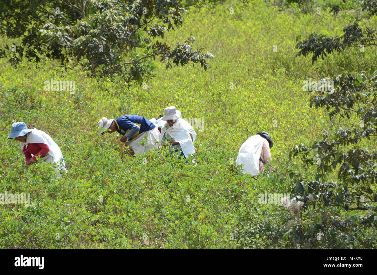 Women are busy working on a field harvesting coca leaves in Arapata, in