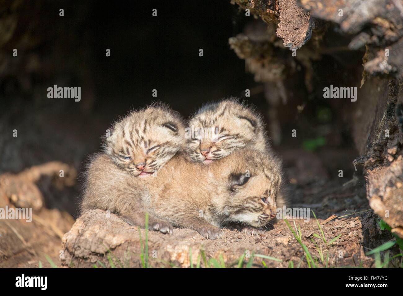 United States, Minnesota, Bobcat (Lynx rufus), young, babies 1 month old Stock Photo