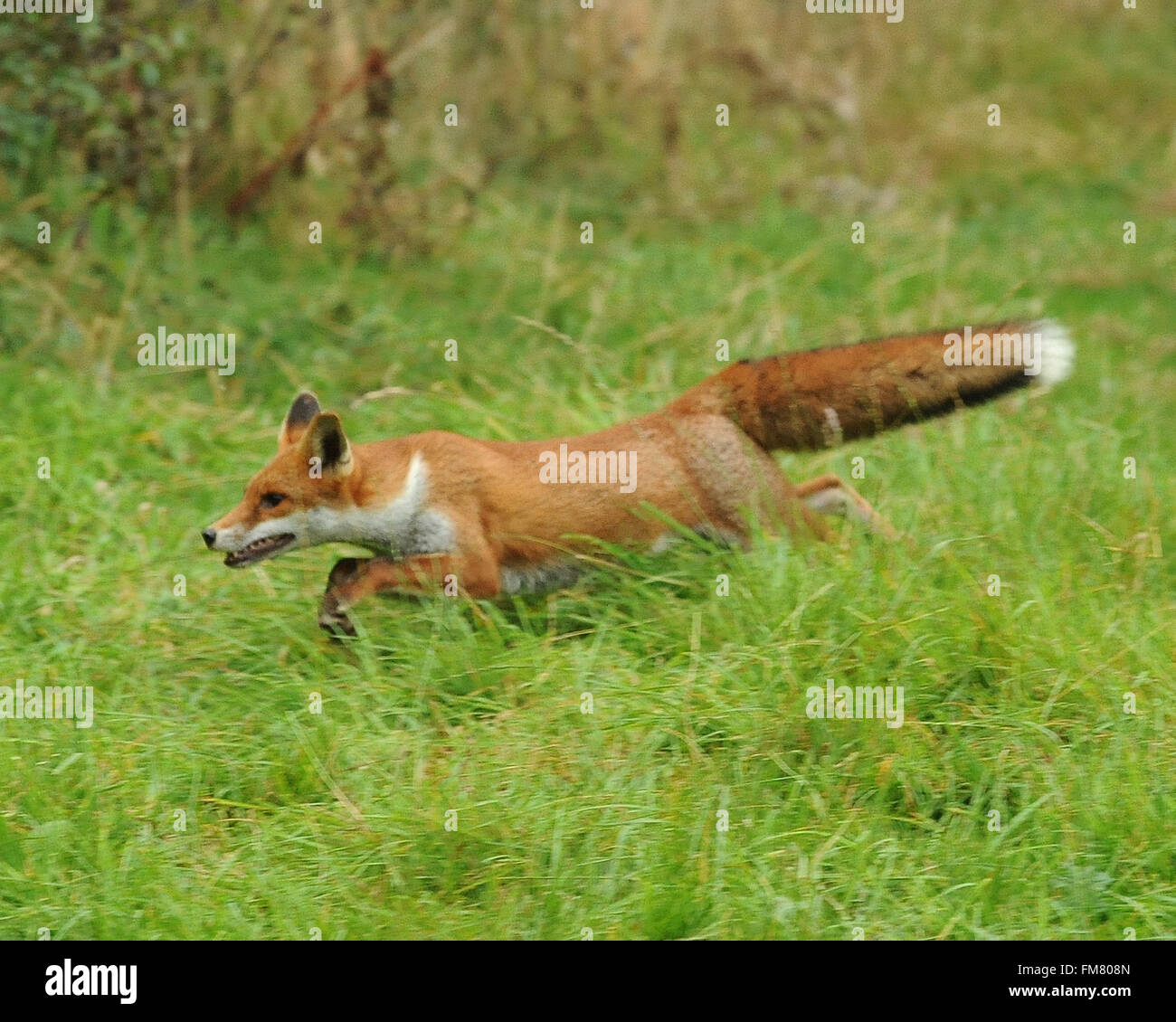 English red fox in action Stock Photo Alamy
