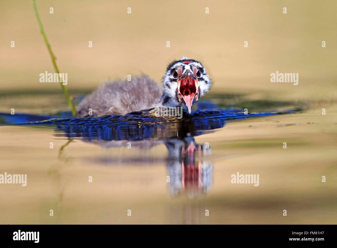 France, Ain, Dombes, Great Crested Grebe (Podiceps cristatus), young Stock Photo